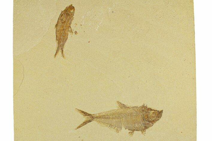 Plate of Two Fossil Fish (Diplomystus & Knightia) - Wyoming #295611